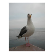 Smiling Seagull posters