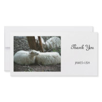 Smiling Sheep photo cards