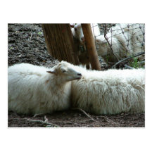 Smiling Sheep Post Card