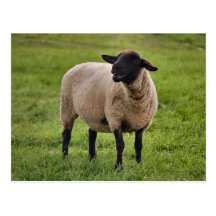 Smiling Sheep Post Cards
