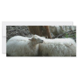 Smiling Sheep Rack Card