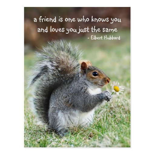 Smiling squirrel Friendship Quote Postcard | Zazzle