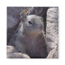 Smiling Squirrel Magnet