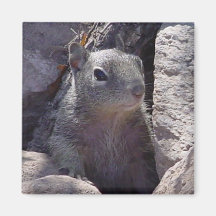 Smiling Squirrel Magnet