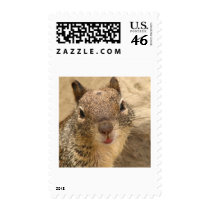 Smiling Squirrel stamp 2