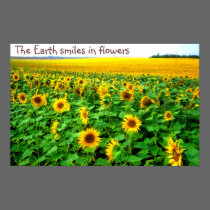 Smiling sunflowers posters