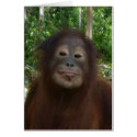 Smiling wildlife card by Rebecca_Reeder Smiling wildlife card