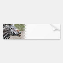 Smiling Zebra Bumper Stickers
