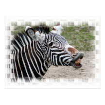 Smiling Zebra Postcard
