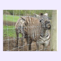 Smiling Zebra posters
