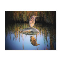 Smith Island (Bird) Postcard