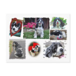 Smokey-the Spaniel Post Cards