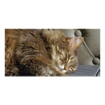 Smoochie Girl Kitty (#1) Customized Photo Card