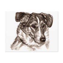 Smooth Collie Portrait postcards by TheGalacticGroundhog Smooth Collie Portrait postcards