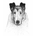 Smooth Collie shirt