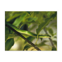 Smooth Green Snake Post Card