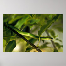 Smooth Green Snake Print