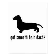 Smooth Haired Dachsund Postcard