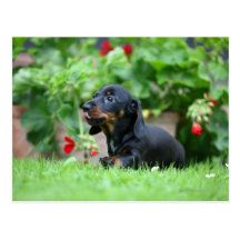 Smooth-haired Miniature Dachshund 1 Post Card