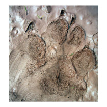 Smudged Dog Paw Print Poster