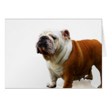 Smug Bulldog Greeting Card