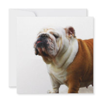 Smug Bulldog Invitations