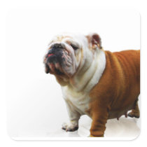 Smug Bulldog Stickers