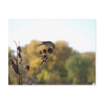 Snack on the Seedpod postcards