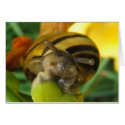 Snail 186 ~ card by Andy2302 Snail 186 ~ card