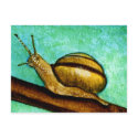 Snail 1 Postcard by Stuwahacreations Snail 1 Postcard