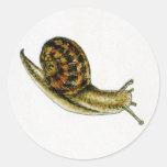Snail (2) sticker