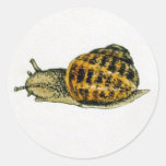 Snail (3) round stickers