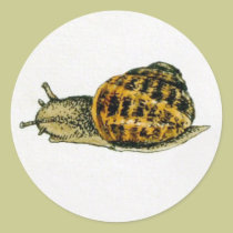 Snail (3) stickers