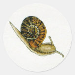 Snail (4) sticker