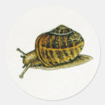 Snail (6) round stickers