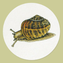 Snail (6) stickers