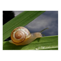 Snail 96 ~ ATC card business cards by Andy2302 Snail 96 ~ ATC card business cards