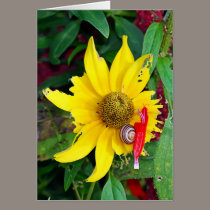 Snail and Blossom cards