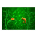 Snail and Chameleon posters