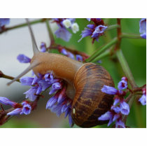 Snail Animal photo sculptures by lifesphere Snail Animal photo sculptures