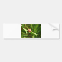 Snail Bumper Stickers