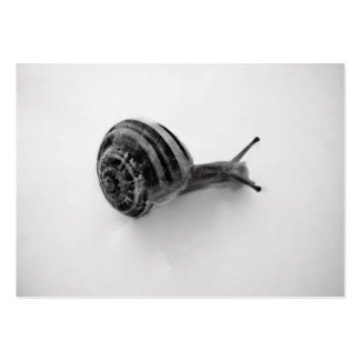 Snail profilecard