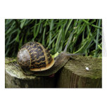 Snail cards