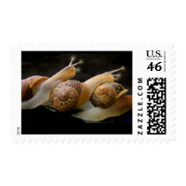 Snail Conga 2 postage