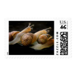 Snail Conga 2 postage