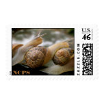 Snail Conga postage