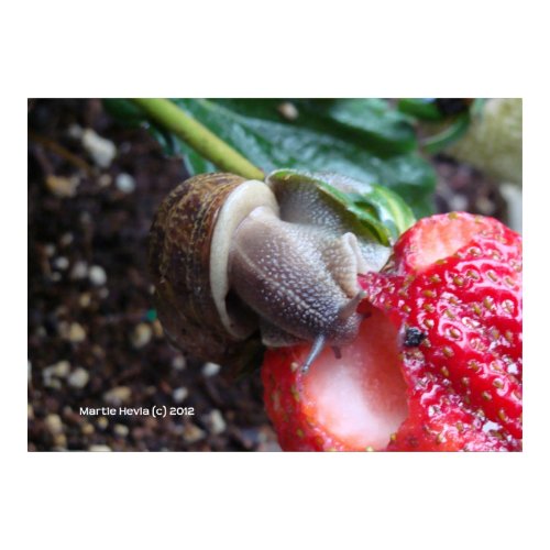 Snail Eats Strawberry zazzle_print
