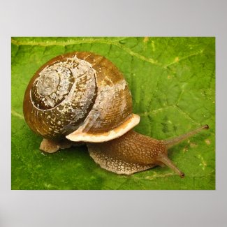Snail Emerging from Shell Poster