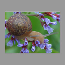 SNAIL FLOWER postcards