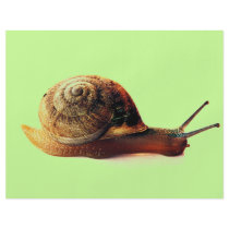 Snail flyers by dinatemraz Snail flyers